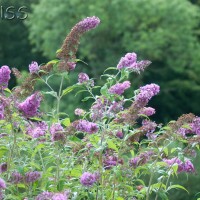 Butterfly bush